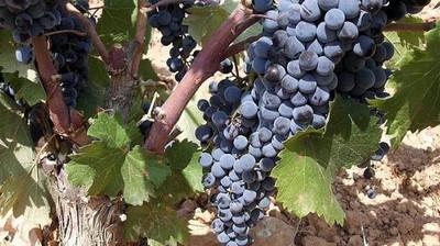 Tempranillo.jpg