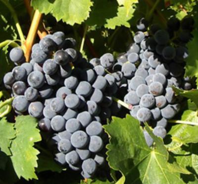Garnacha.jpg