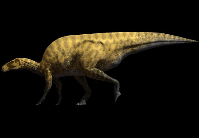  sosbaynati portellsaurus      