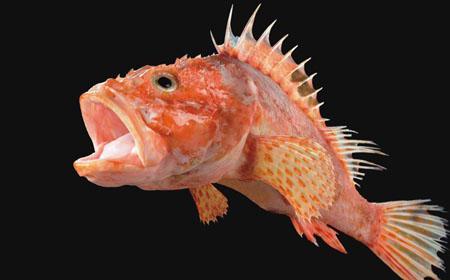 праздник анчоусов.jpg