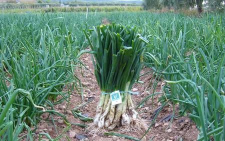 праздники каталонии.jpg