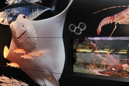 рыбный музей, музеи барселоны...jpg