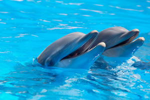 Подробнее о "В Барселоне откроют новый дельфинарий"