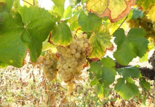 Подробнее о "Поместье в Таррагоне с угодьями винограда"