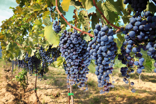 винодельческий бизнес 3.jpg