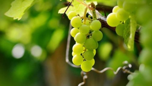 Подробнее о "Винодельня, винный завод и виноградники, 300 гектаров"