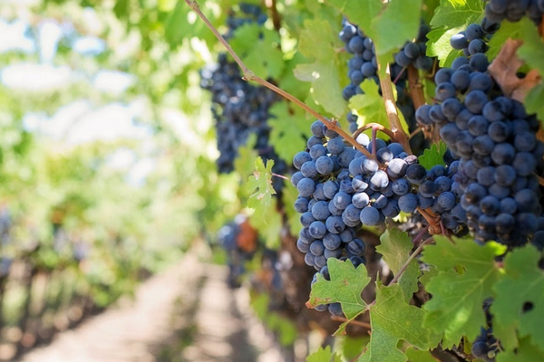 винодельческий бизнес.jpg