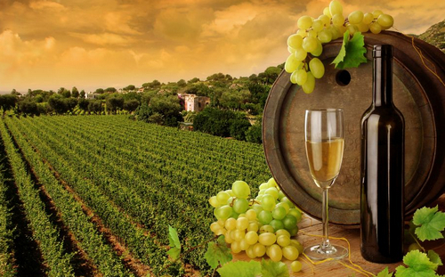 винодельческий бизнес..jpg