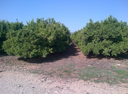 земельный участок в каталонии.jpg