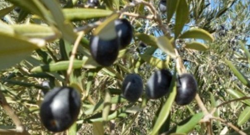 купить ферму в испании.jpg