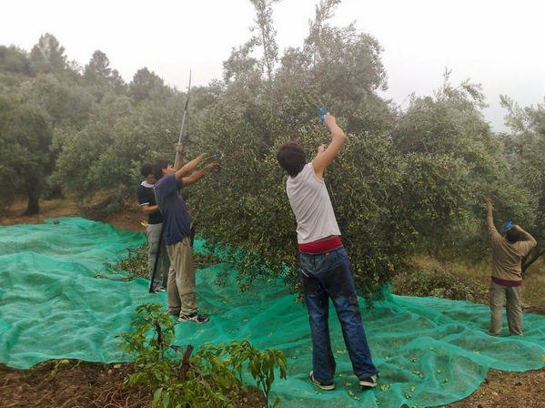 купить ферму в испании.jpg