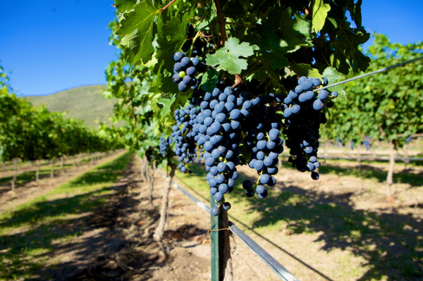 винодельческий бизнес 1.jpg