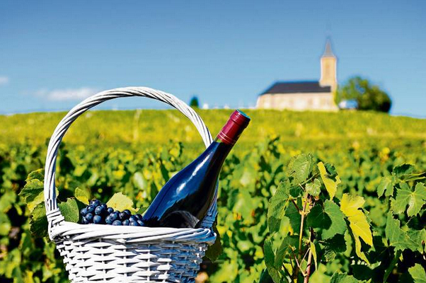 винодельческий бизнес.jpg