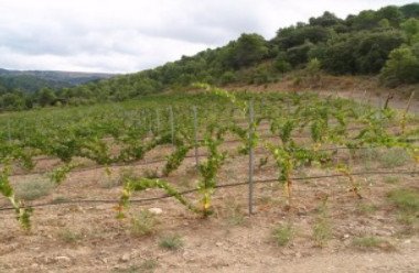 Подробнее о "Виноградники сорта немецкого винограда «Gewurstraikner» в области Монсант, Таррагона"