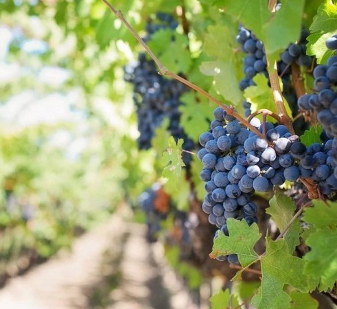 купить винодельню.jpg