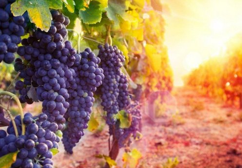 купить винодельню.jpg