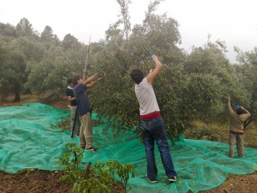 Подробнее о "Продажа оливковых рощ с древней постройкой в провинции Таррагона"