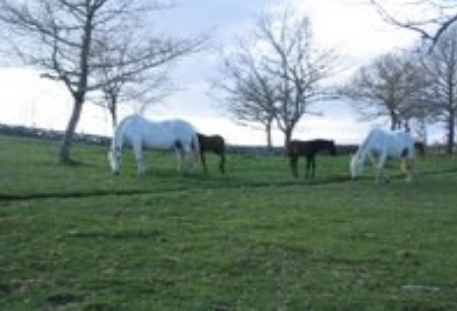 ферма в испании.jpg