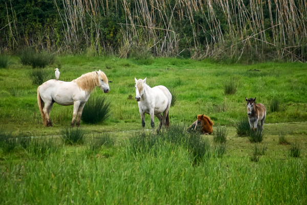 парки барселоны 3.jpg