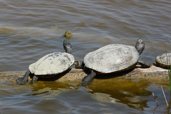 парки барселоны 4.jpg