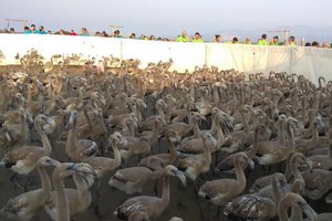 Подробнее о "В дельте реки Эбро окольцевали 400 птенцов фламинго"