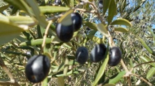 Подробнее о "Продается оливковая ферма по выращиванию экологических  оливок и небольшой дом"