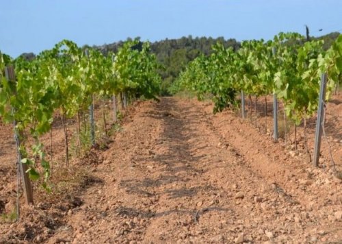 Подробнее о "Продаются виноградники в Сант Пере де Рибес"