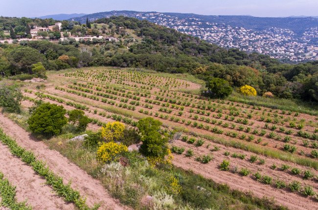 бодега испания, viníric 1.jpg