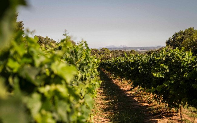 бодега испания, mas vida1.jpg