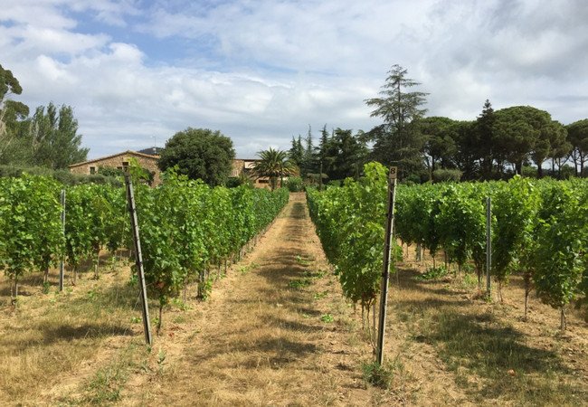 бодега испания, marc 2.jpg