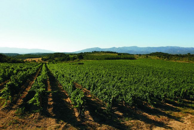 бодега испания, pere guardiola 3.jpg