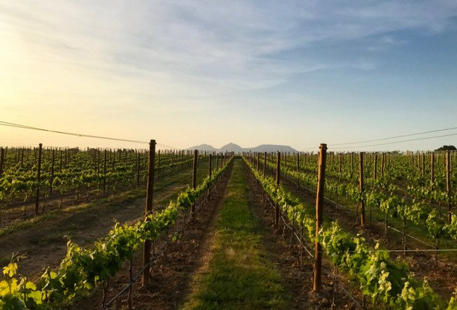 бодега испания, mas geli1.jpg