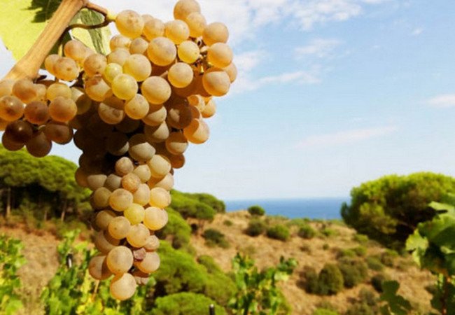 винодельни, celler quim batlle.jpg