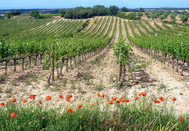 винодельни, celler comalats.jpg