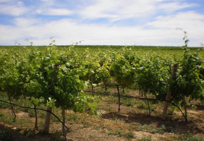 винодельни, celler de sanui.jpg