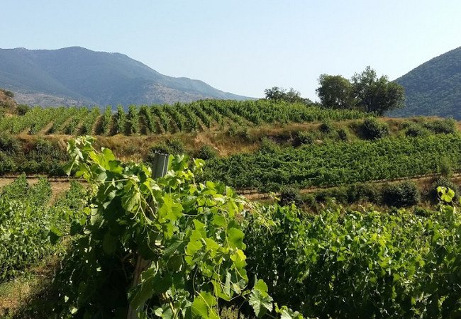 винодельни, batlliu de sort.jpg