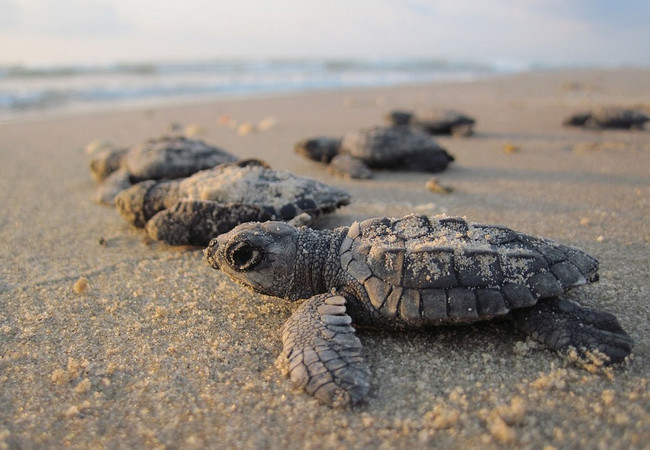 Подробнее о "На каталонских пляжах найдено рекордное количество гнёзд морских черепах"