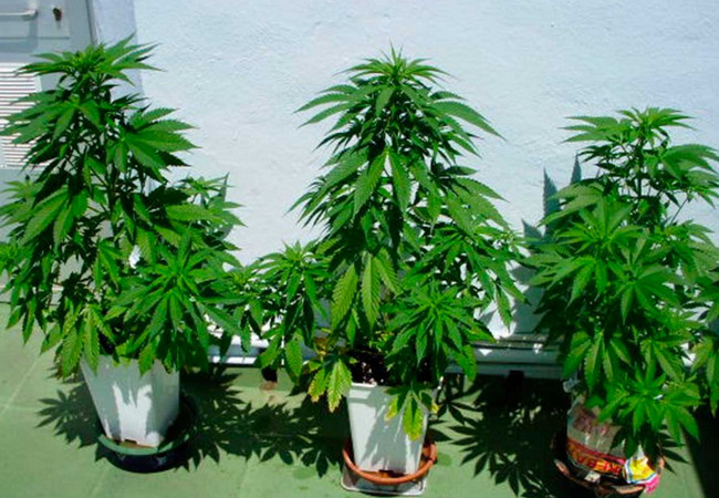 Выращивание марихуаны в испании марихуана когда собирают урожай