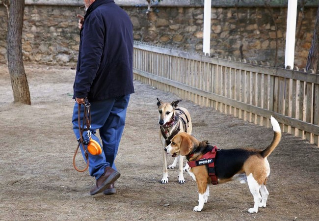Подробнее о "В Барселоне запретят выгул собак без поводка"