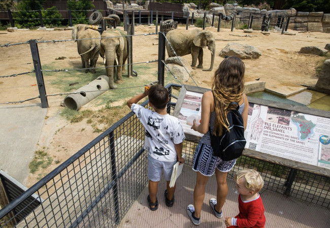 Подробнее о "Зоопарк Барселоны бьет рекорд по количеству посещений"