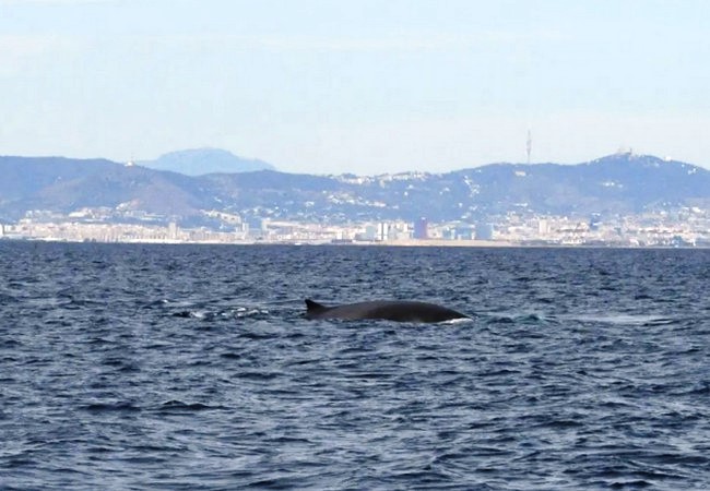 Подробнее о "Наблюдение за китами становится популярным в Каталонии"