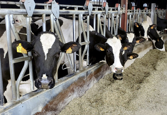 Подробнее о "В Испании может сократиться производство скота"