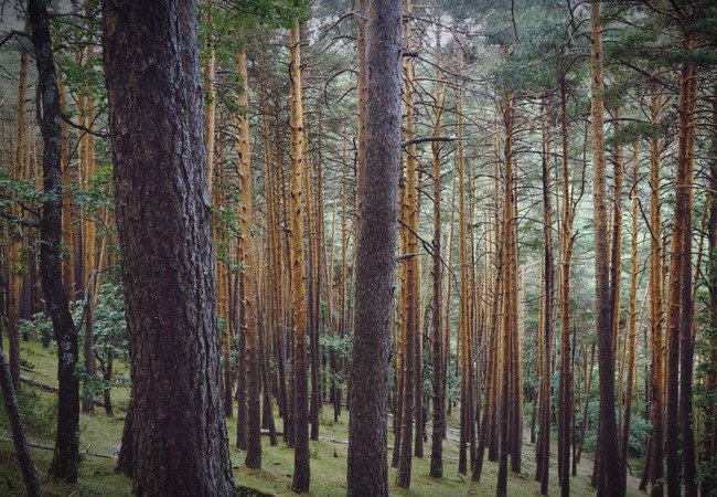 Подробнее о "В Каталонии погибают хвойные леса"