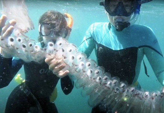 Подробнее о "Туристам в Испании не стоит ловить медуз"