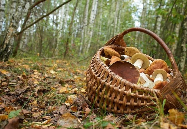 Подробнее о "Грибная охота в Испании: как избежать денежного наказания"