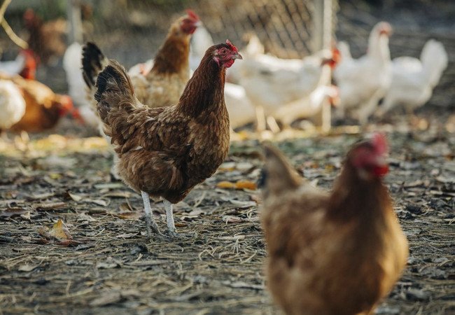 Подробнее о "В Испании вводятся ограничения на содержание домашней птицы в связи с угрозой птичьего гриппа"