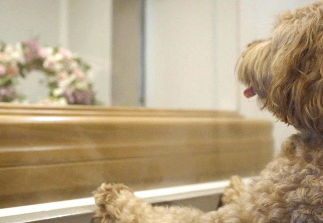 Подробнее о "В Бадалоне впервые разрешили домашним животным присутствовать на прощании с владельцами"