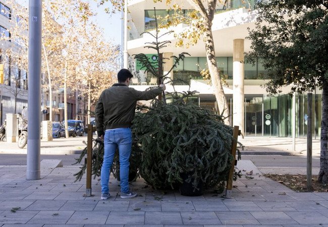 Подробнее о "Ель под запретом: как после Рождества испанцы массово нарушают закон — и чем это заканчивается"