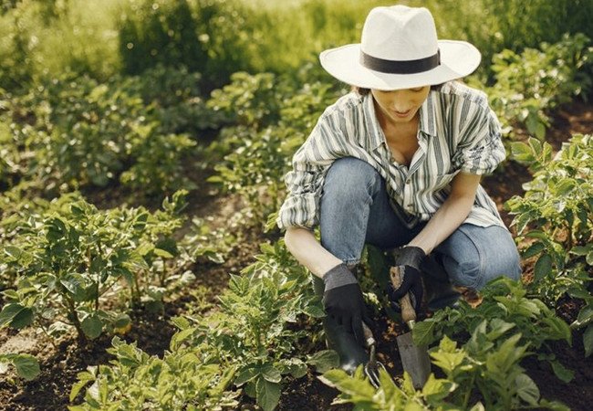Подробнее о "Испания готовит передачу 17 тысяч государственных участков молодым и женщинам-фермерам"