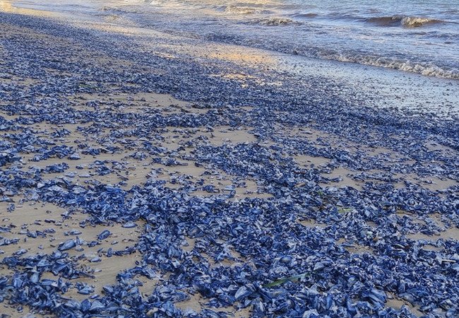 Подробнее о "Синие пляжи Каталонии: тысячи «медуз-парусников» захватили побережье"